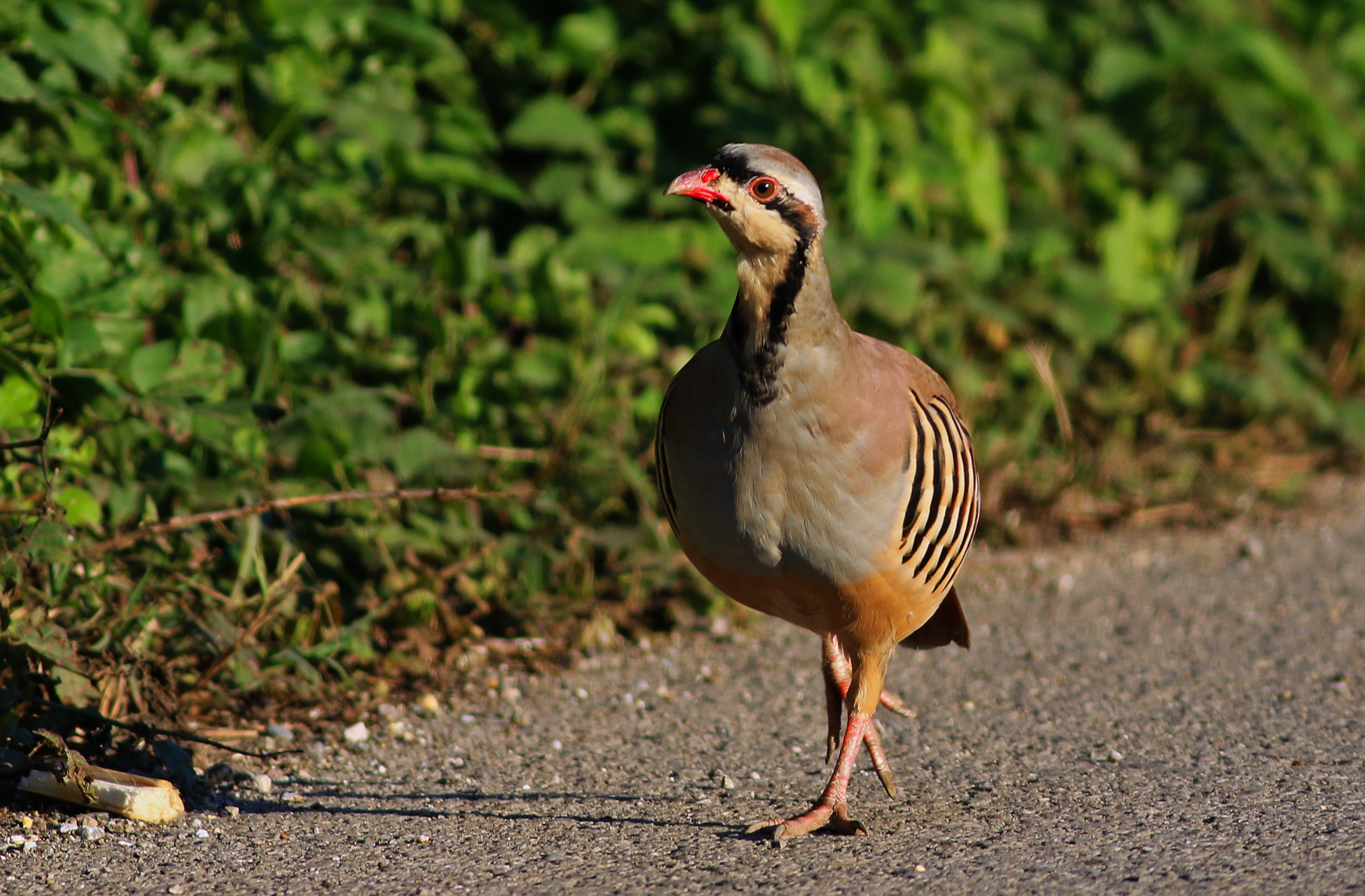 Chukar